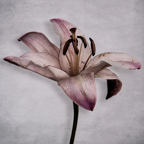 Tækifæriskort Tinna Magg