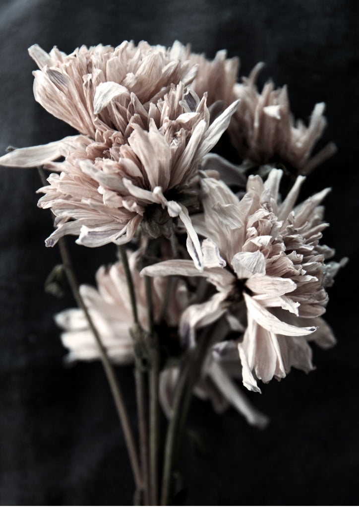 Tækifæriskort Tinna Magg