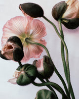 Tækifæriskort Tinna Magg