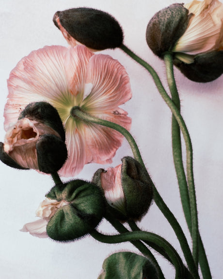 Tækifæriskort Tinna Magg